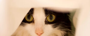 Cat is hiding