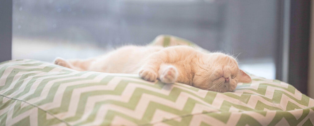 Cat relaxing
