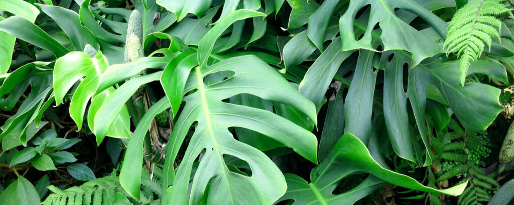 Plants